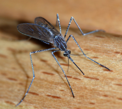Πρόγραμμα καταπολέμησης κουνουπιών στο Δήμο Γαλατσίου