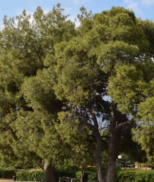 Μηνύσεις κατέθεσε ο Δήμος Γαλατσίου για την αυθαίρετη κοπή δέντρων