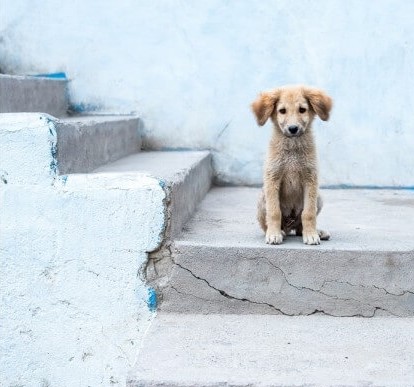 Δίωξη στην 60χρονη που κρατούσε 16 σκυλιά σε διαμέρισμα στην Τούμπα και νέα έρευνα
