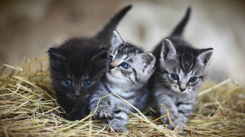 Τριήμερο δωρεάν μαζικών στειρώσεων σε αδέσποτες γάτες από τον Δήμο Μαραθώνος